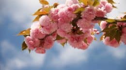 C:\Users\birk\Downloads\japanese-cherry-blossom-1347653_1920 (2).jpg